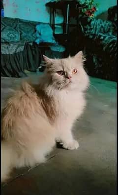 cat persian