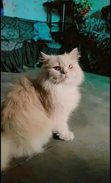 cat persian 0