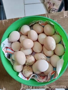 Australorp fertile eggs sale offer for 2 days