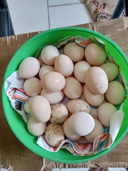 Australorp eggs for sale 1