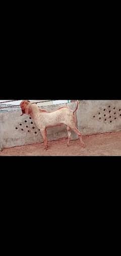 original Makkhi Chini Bloodline to female for sale pregnant 1 month 0