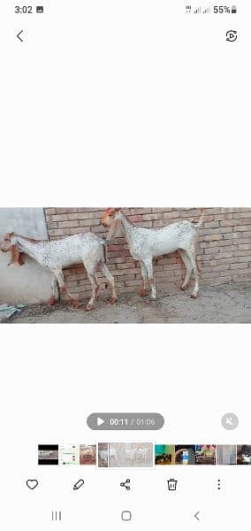 original Makkhi Chini Bloodline to female for sale pregnant 1 month 3