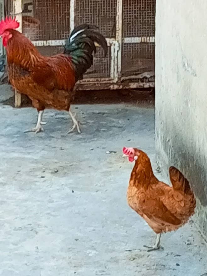 Desi Murgha Pair 0