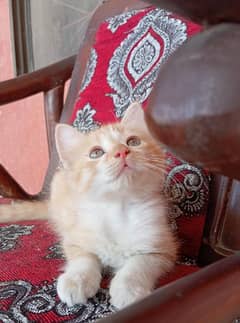 persian kittens looking for new home