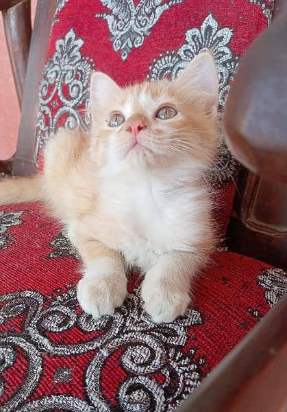 persian kittens looking for new home 1