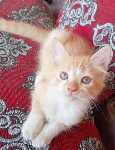 persian kittens looking for new home 2