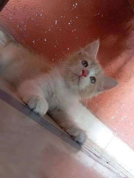 persian kittens looking for new home 3