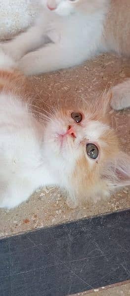 persian kittens looking for new home 6