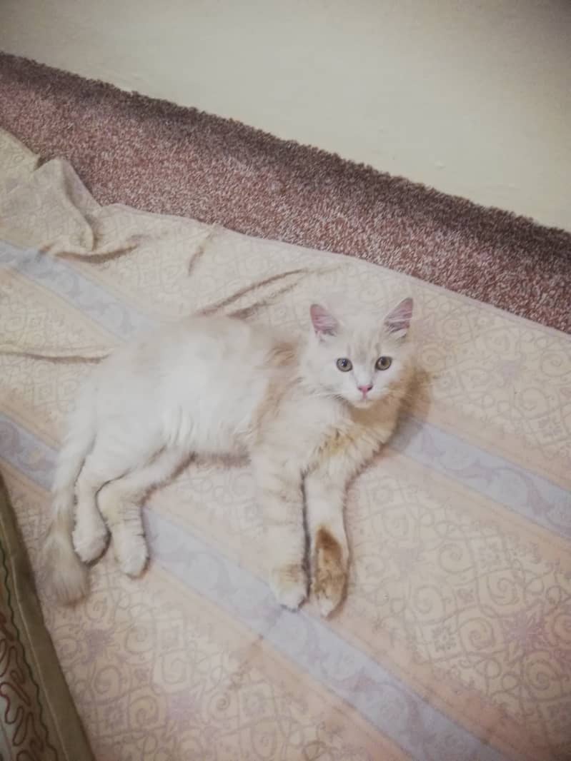 Persian cat 0