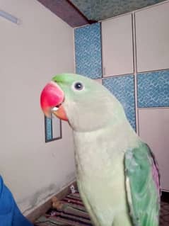 Hand tame Raw parrot age 9 month