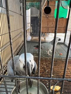 African grey pair male and female