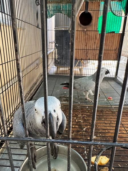 African grey pair male and female 0