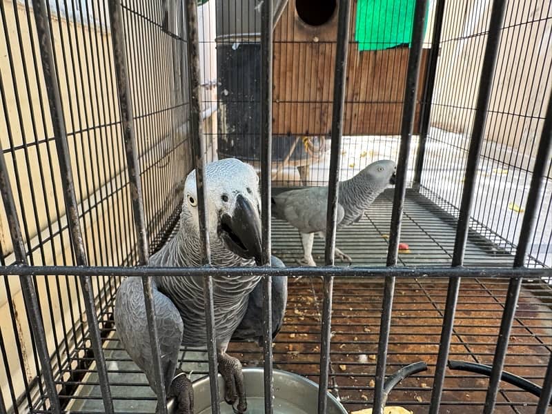 African grey pair male and female 1