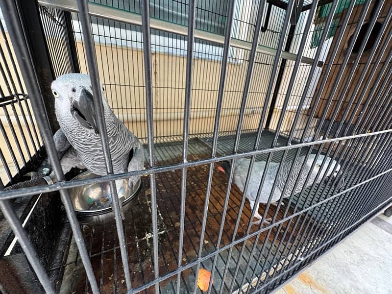 African grey pair male and female 2