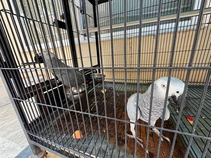 African grey pair male and female 3