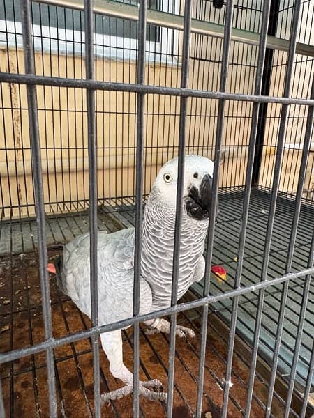 African grey pair male and female 4