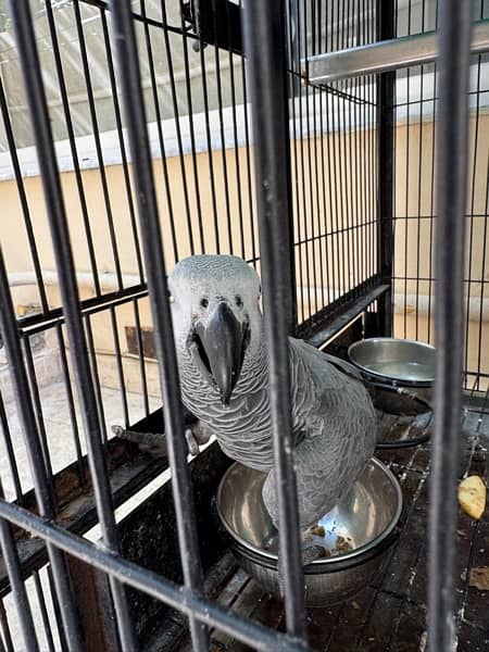 African grey pair male and female 5