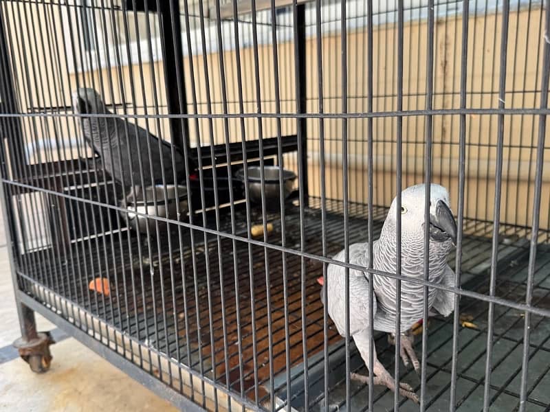 African grey pair male and female 6