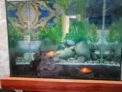 Healthy Goldfish Pair for sale