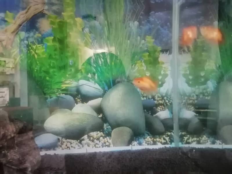 Healthy Goldfish Pair for sale 1