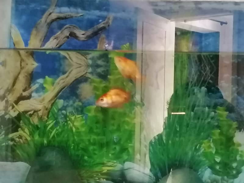 Healthy Goldfish Pair for sale 3