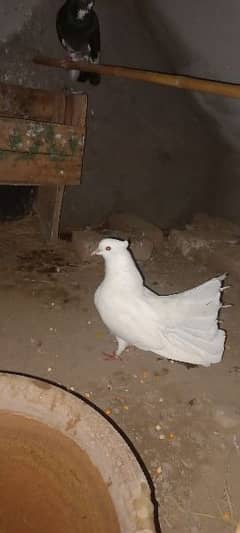 pigeon butifull