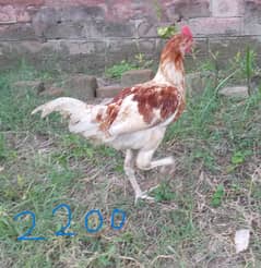 fresh pathy or adult murgian for sale