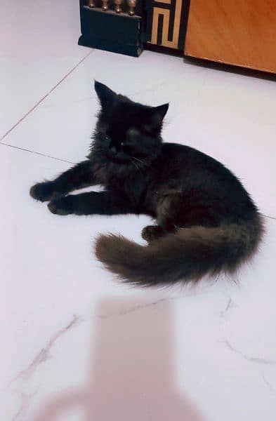 Persian fluffy cat 2