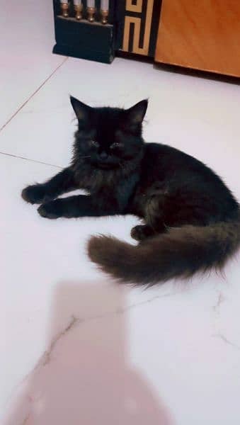 Persian fluffy cat 3