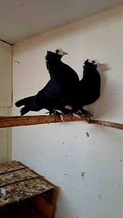 Fancy pigeons