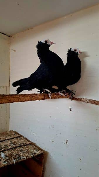 Fancy pigeons 0