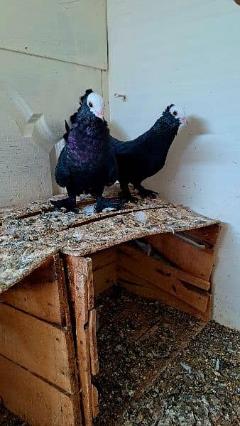 Fancy pigeons 1