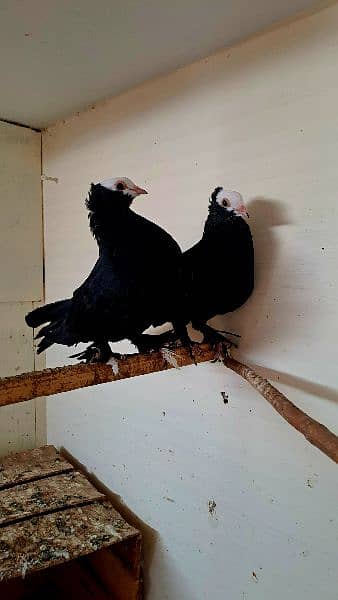 Fancy pigeons 2