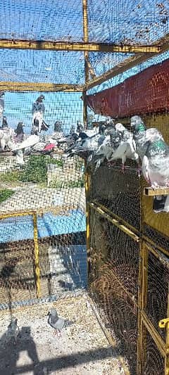 High flyer pigeons for sale