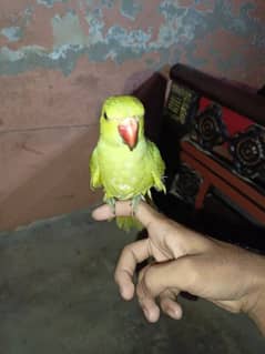 Green Parrot Male