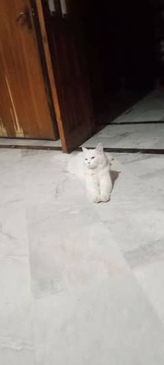 I want sell  cat