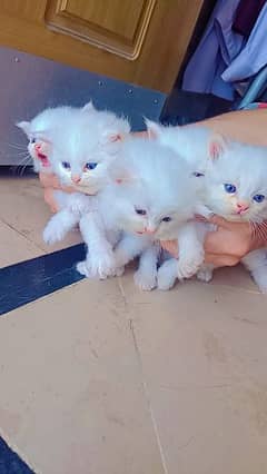 kittens