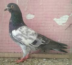 high flyer pigeon whatsapp number 03707052004