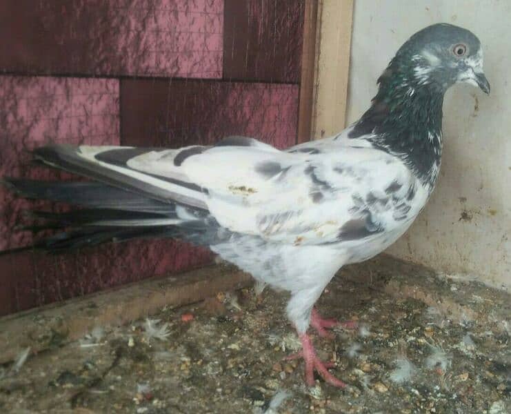 high flyer pigeon whatsapp number 03707052004 1