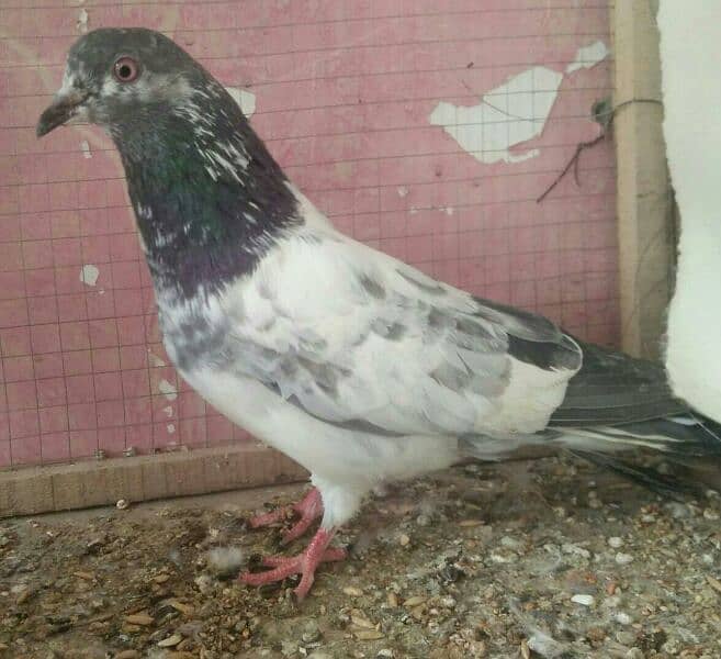 high flyer pigeon whatsapp number 03707052004 2