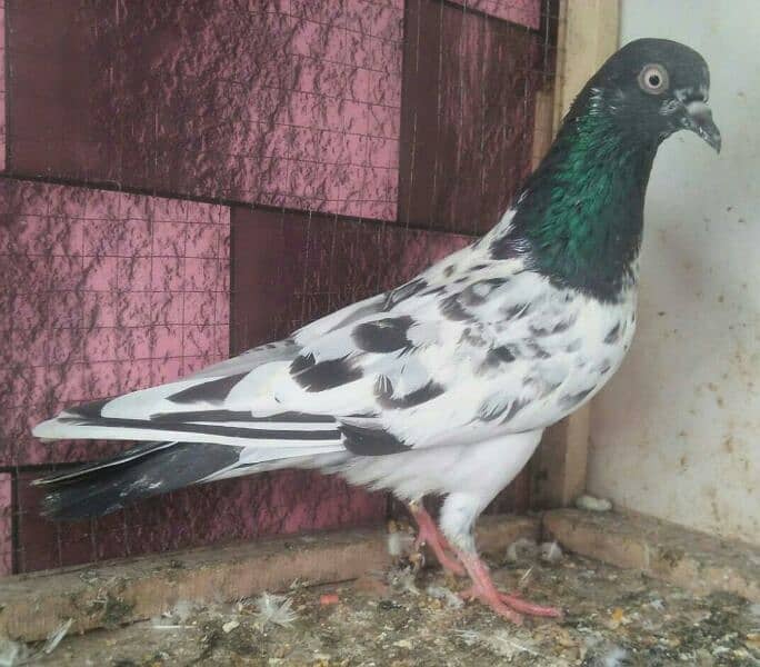 high flyer pigeon whatsapp number 03707052004 3