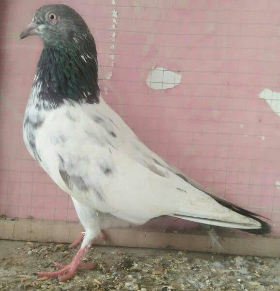 high flyer pigeon whatsapp number 03707052004 4