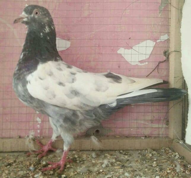 high flyer pigeon whatsapp number 03707052004 5