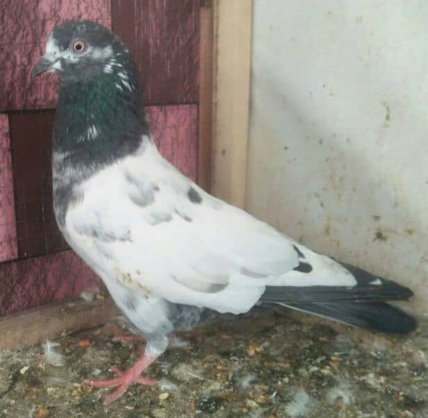 high flyer pigeon whatsapp number 03707052004 6