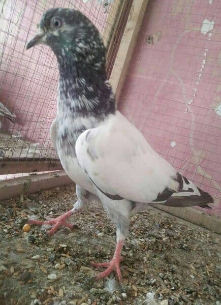 high flyer pigeon whatsapp number 03707052004 7