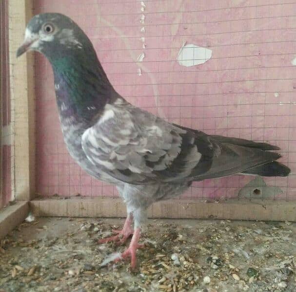 high flyer pigeon whatsapp number 03707052004 8