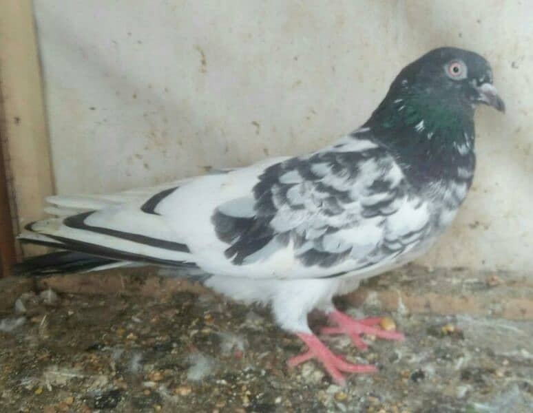 high flyer pigeon whatsapp number 03707052004 9