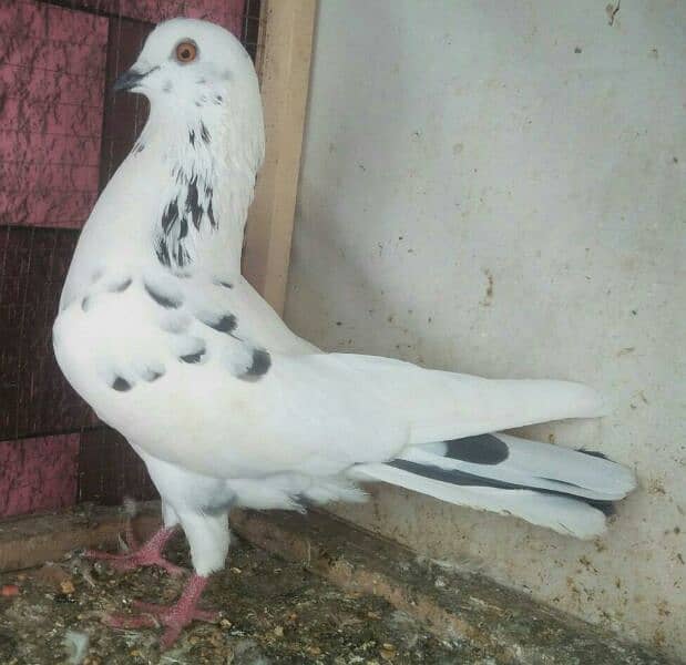 high flyer pigeon whatsapp number 03707052004 10