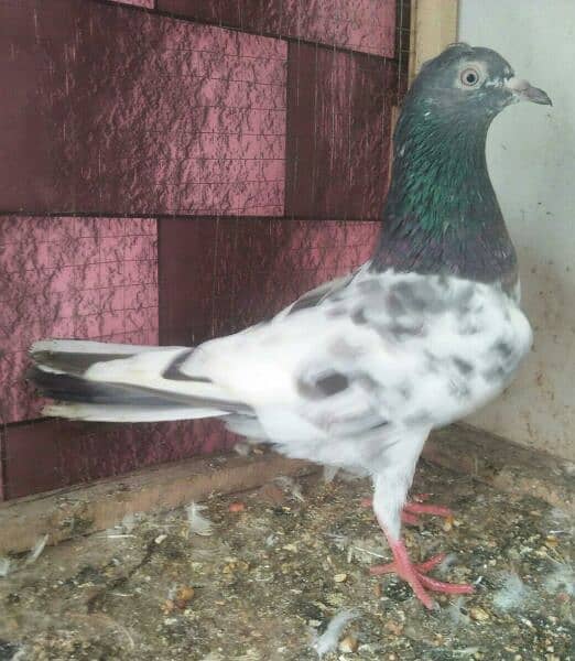 high flyer pigeon whatsapp number 03707052004 11