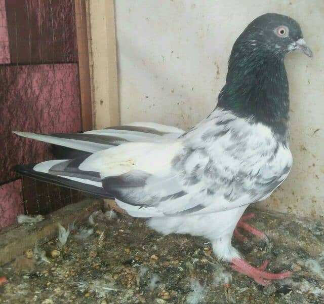 high flyer pigeon whatsapp number 03707052004 12